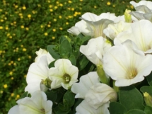 blickwinkel-restaurant-campingplatz-willam-blumen